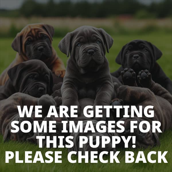 Puppy Images Coming Soon!